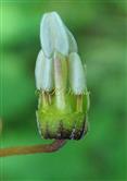  Stamens